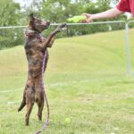 Preston County Animal Shelter